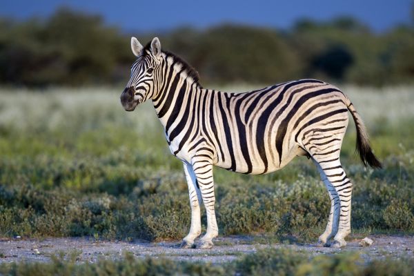 Zebra(Burchell)