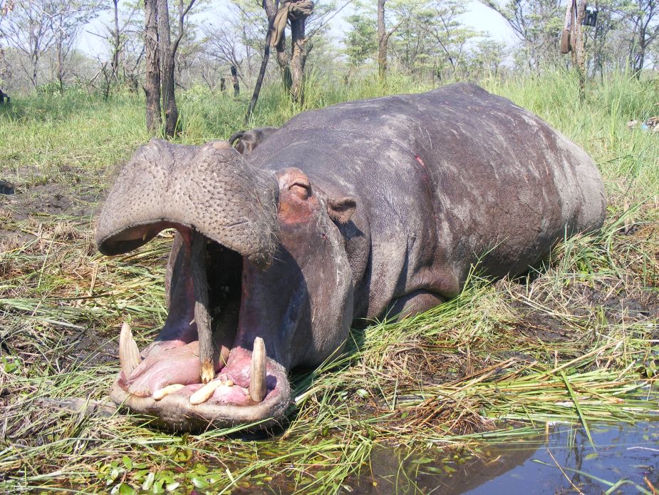 Hippopotamus Trophy Namibia