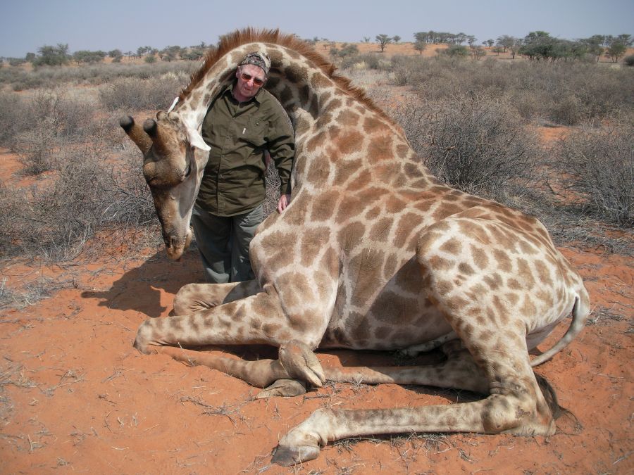 Giraffe Hunting Namibia