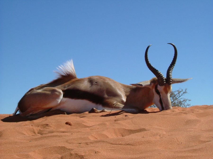 Kudu hunting Namibia