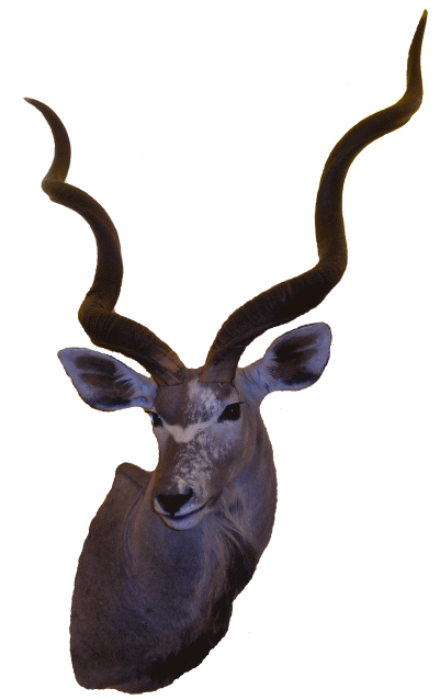 Kudu, Trophy Hunting