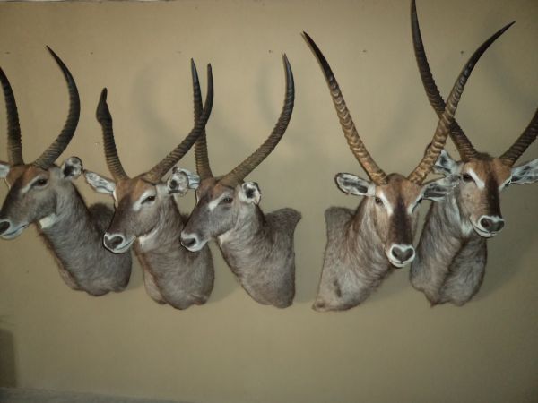Trophy Hunting Oryx Namibia